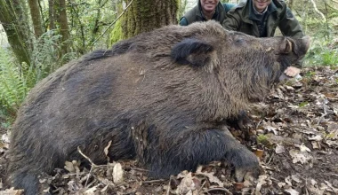 «Vakamulos»: Ο αγριόχοιρος της Γαλικίας που μπορεί να φτάσει τα 200 κιλά! (βίντεο)