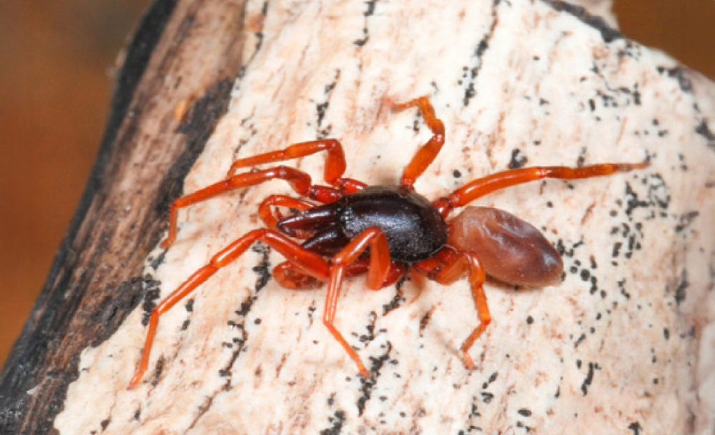 Dysdera tilosensis: Το είδος αράχνης που ζει μόνο στα Κανάρια Νησιά και έχασε το… μισό της DNA