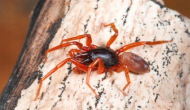 Dysdera tilosensis: Το είδος αράχνης που ζει μόνο στα Κανάρια Νησιά και έχασε το… μισό της DNA