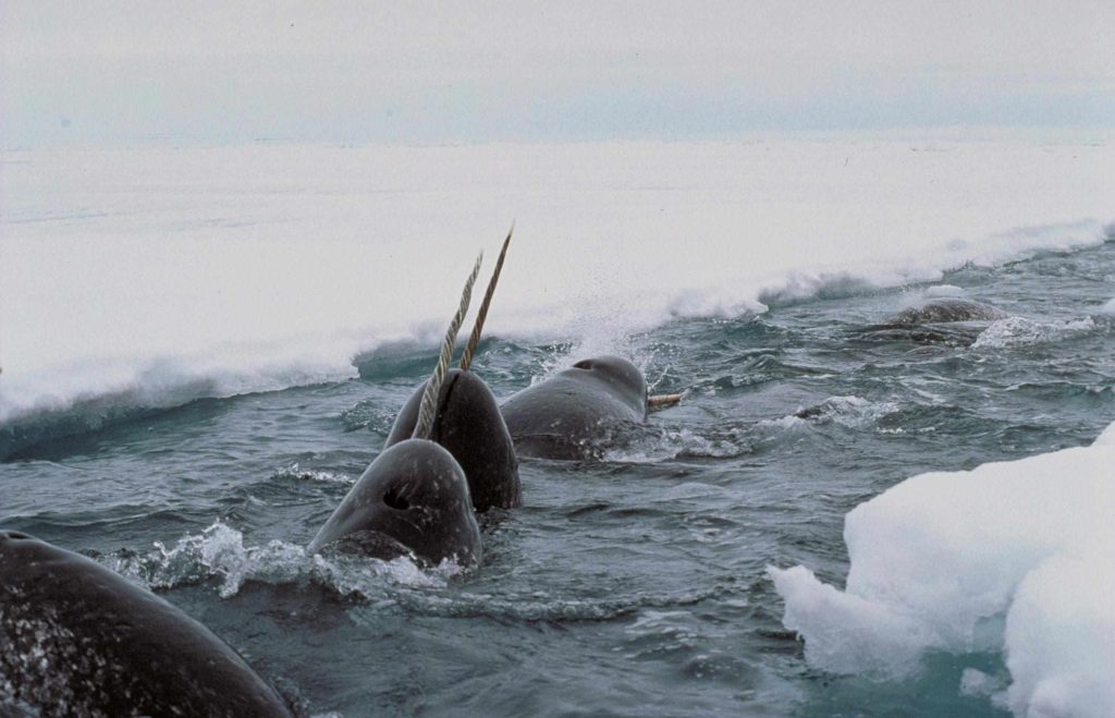 Μονόκερες φάλαινες: Τα παράξενα και εντυπωσιακά ζώα του πλανήτη βγαίνουν για μια ανάσα στην επιφάνεια της Αρκτικής