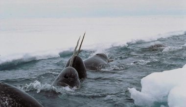 Μονόκερες φάλαινες: Τα παράξενα και εντυπωσιακά ζώα του πλανήτη βγαίνουν για μια ανάσα στην επιφάνεια της Αρκτικής
