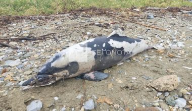 Φρίκη στον Βόλο: Εντοπίστηκε νεκρό δελφίνι σε παραλία με δεμένο το ρύγχος του! (φωτο)