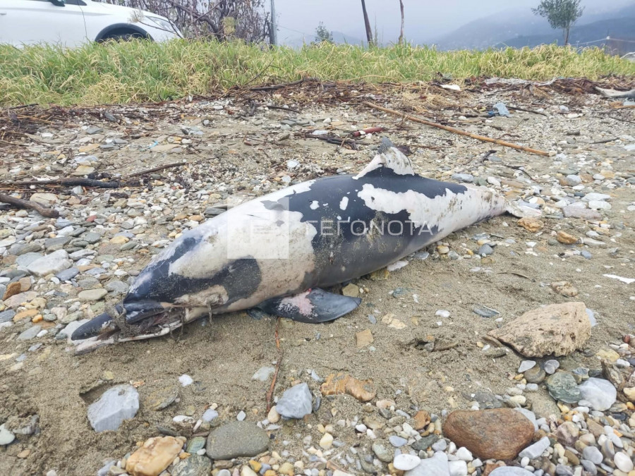 Φρίκη στον Βόλο: Εντοπίστηκε νεκρό δελφίνι σε παραλία με δεμένο το ρύγχος του! (φωτο)
