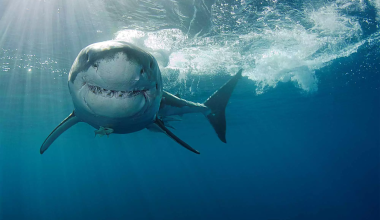 Αυστραλία: Έφηβος δέχθηκε άγρια επίθεση από καρχαρία – Τον δάγκωσε στα πόδια