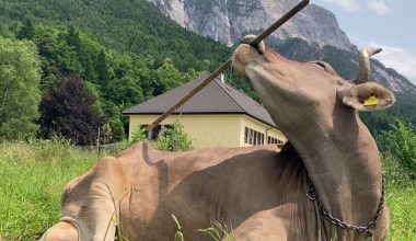 Βίντεο: Η στιγμή που αγελάδα χρησιμοποιεί σκούπα για να ξύσει την πλάτη της! – Δείτε βίντεο