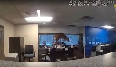 Νέα Υόρκη: H στιγμή που ελάφι «εισβάλει» σε τράπεζα μέσα από παράθυρο! – Δείτε βίντεο