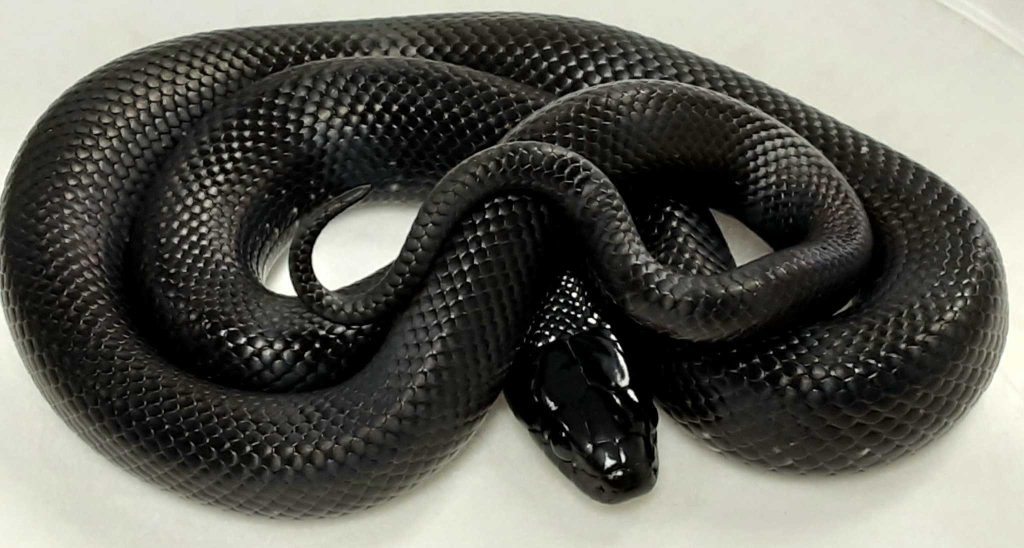 Στιγμές τρόμου έζησε γυναίκα στη Βρετανία: Εντόπισε κάτω από το μαξιλάρι της ένα βασιλικό φίδι! (φωτο)