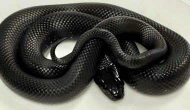 Στιγμές τρόμου έζησε γυναίκα στη Βρετανία: Εντόπισε κάτω από το μαξιλάρι της ένα βασιλικό φίδι! (φωτο)