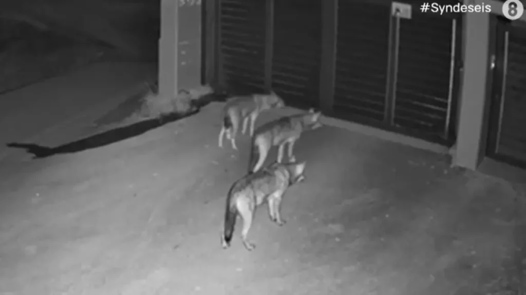 Ανήσυχοι οι κάτοικοι στο Πανόραμα: Λύκοι έφτασαν μέχρι την αυλή σπιτιού – Δείτε βίντεο