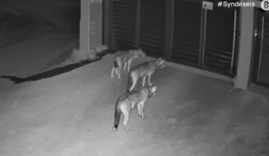 Ανήσυχοι οι κάτοικοι στο Πανόραμα: Λύκοι έφτασαν μέχρι την αυλή σπιτιού – Δείτε βίντεο