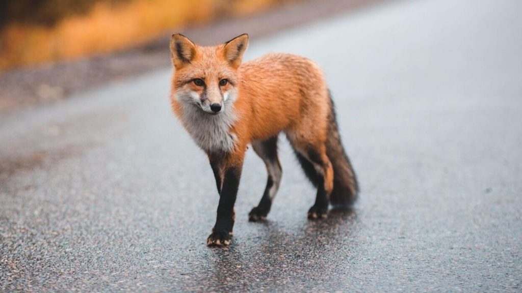 Βίντεο: Aλεπού «πιάστηκε» να κάνει βόλτες στο Κολωνάκι