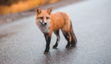 Βίντεο: Aλεπού «πιάστηκε» να κάνει βόλτες στο Κολωνάκι