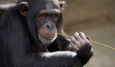 Βίντεο: Η στιγμή που χιμπατζής τρέχει και αγκαλιάζει άνδρα που του προσέφερε μπανάνες