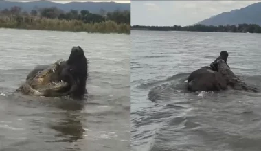Βίντεο: Άγρια «μάχη» επιβίωσης μεταξύ βούβαλου και κροκόδειλου