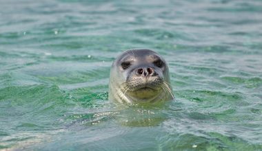Εύβοια: Φώκιες εμφανίστηκαν στο λιμάνι του Αλμυροποτάμου – Δείτε βίντεο