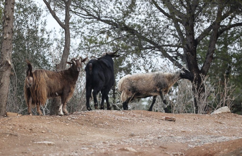 Τα εμβόλια θα οδηγήσουν στην εξάπλωση της ευλογιάς στα πρόβατα σύμφωνα με τον Α.Γεωργιάδη: «Θα τα θανατώνουμε»