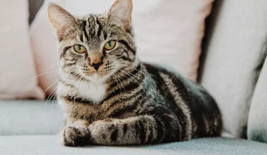 Βίντεο: Γάτα φροντίζει μικρό ρακούν σαν να είναι παιδί της!