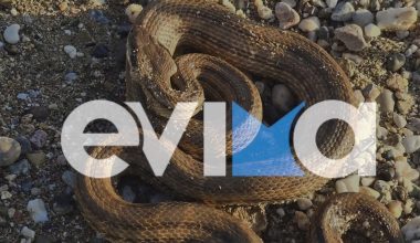 Φίδι εμφανίστηκε σε παραλία της Εύβοιας (βίντεο)