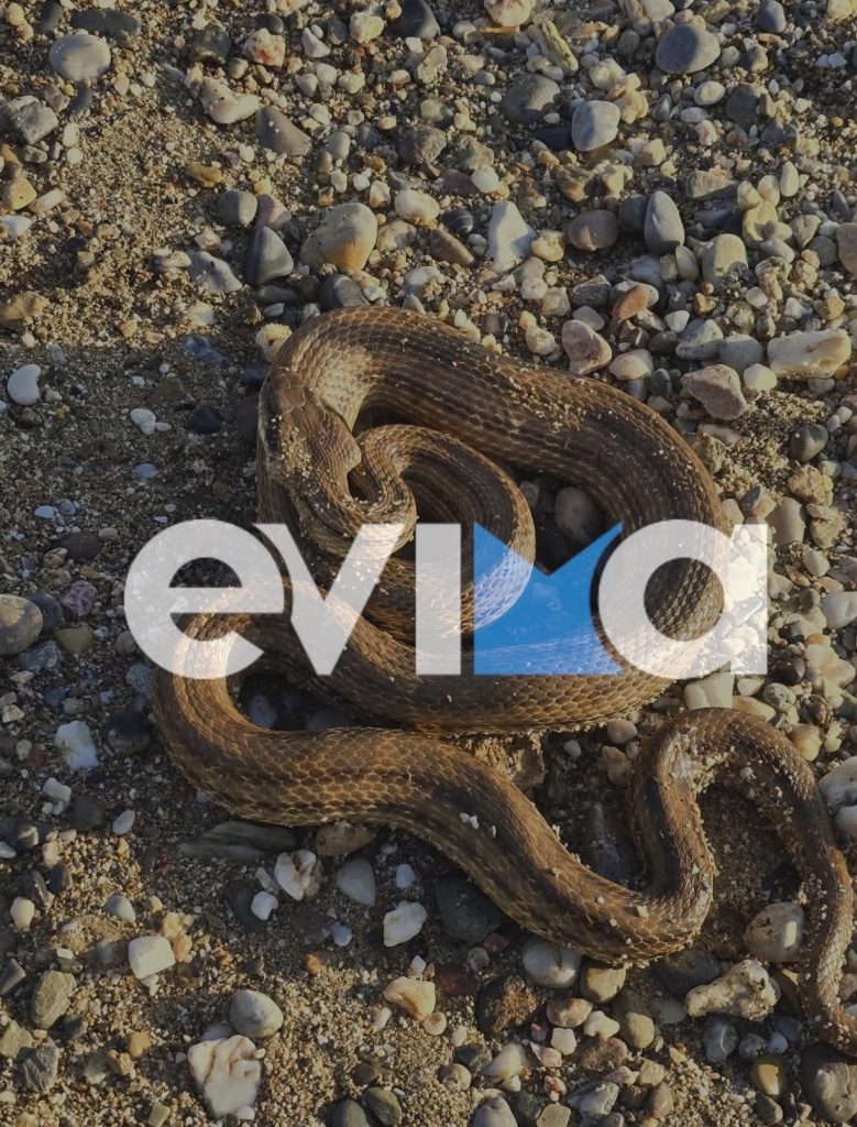 Φίδι εμφανίστηκε σε παραλία της Εύβοιας (βίντεο)