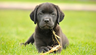 Βίντεο: H στιγμή που κουτάβι σε κατάστημα πηδά πάνω από όλα τα κλουβιά και τρέχει σε πελάτη για το υιοθετήσει!
