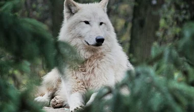 Βίντεο: Η ιστορία ενός μικρού αρκτικού λύκου χωρίς τρίχωμα που διασώθηκε από άνθρωπο