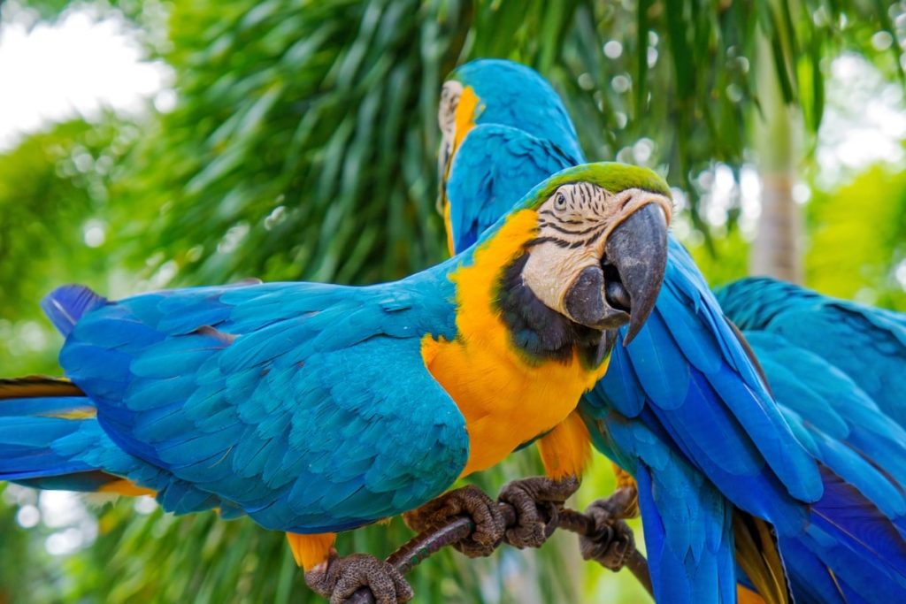 Χάθηκε παπαγάλος με βρετανική προφορά και εμφανίστηκε 4 χρόνια αργότερα…μιλώντας ισπανικά