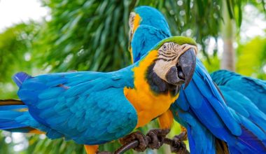 Χάθηκε παπαγάλος με βρετανική προφορά και εμφανίστηκε 4 χρόνια αργότερα…μιλώντας ισπανικά