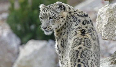 Κίνα: Τουρίστρια δέχθηκε άγρια επίθεση από λεοπάρδαλη του χιονιού – Δείτε βίντεο