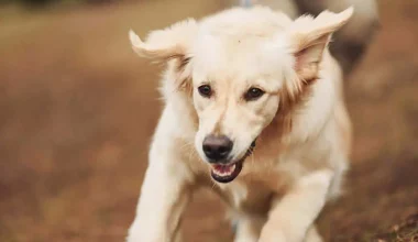 Μεσσηνία: Άγνωστοι σκότωσαν σκύλο και τον κρέμασαν σε δέντρο!