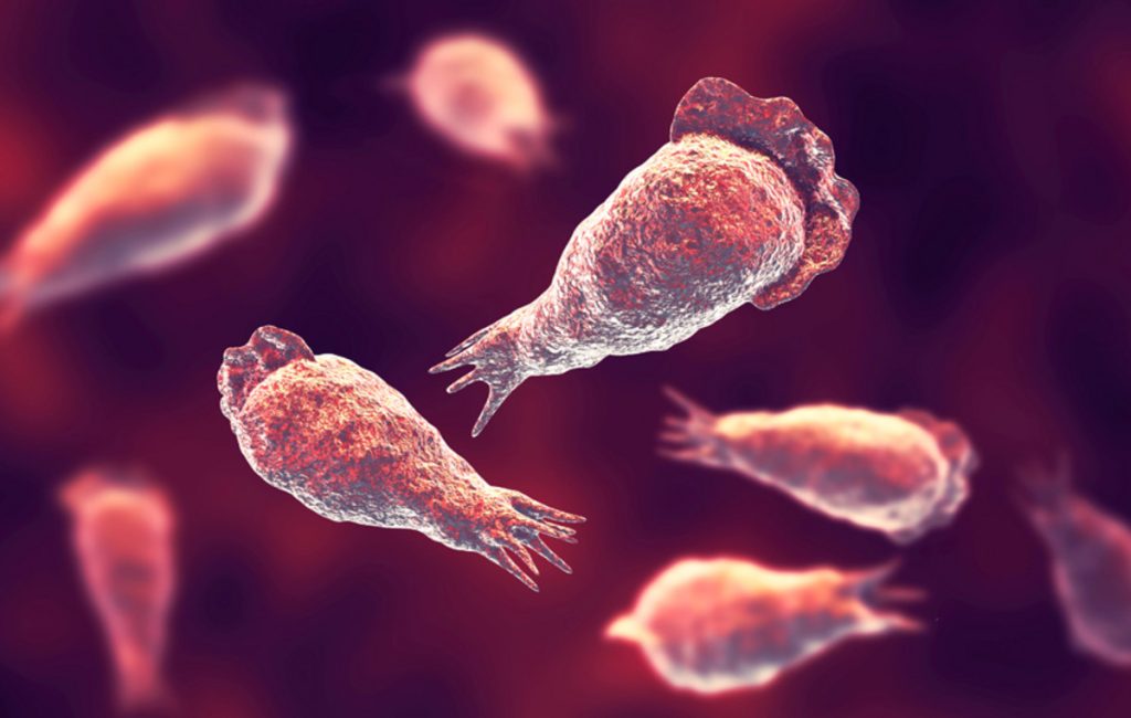 Επιστήμονες προειδοποιούν για τη ραγδαία εξάπλωση των ελεύθερων αμοιβάδων