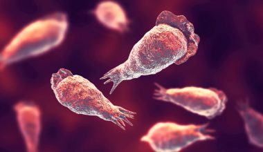 Επιστήμονες προειδοποιούν για τη ραγδαία εξάπλωση των ελεύθερων αμοιβάδων