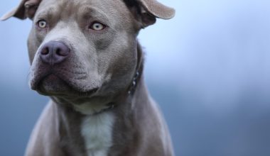 Ινδία: Πίτμπουλ φύλαγε το νεκρό ιδιοκτήτη του για τέσσερις ημέρες σε συνθήκες παγετού και χωρίς φαγητό (βίντεο)