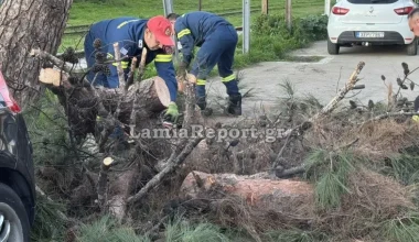 Ισχυροί άνεμοι στη Λαμία: Δέντρο έπεσε πάνω σε οχήματα (βίντεο)