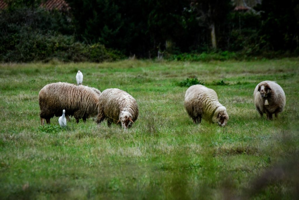 Αλφειός: Δεκάδες νεκρά πρόβατα σε αποσύνθεση στον ποταμό