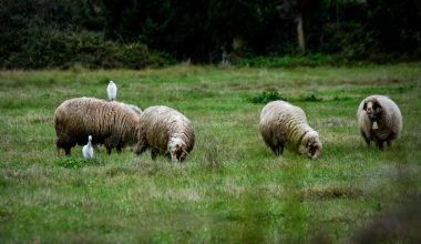 Αλφειός: Δεκάδες νεκρά πρόβατα σε αποσύνθεση στον ποταμό