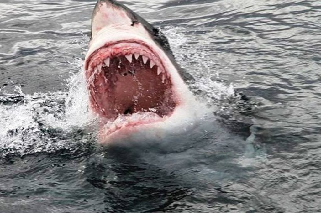 Φρίκη στη Βραζιλία: Καρχαρίας κατασπάραξε 13χρονο σε δημοφιλή τουριστική παραλία