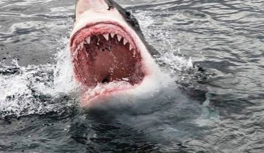 Φρίκη στη Βραζιλία: Καρχαρίας κατασπάραξε 13χρονο σε δημοφιλή τουριστική παραλία