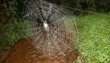 Darwin’s bark spider: Η αράχνη που φτιάχνει ιστούς 24 μέτρων με… «αλεξίσφαιρο» μετάξι (βίντεο)