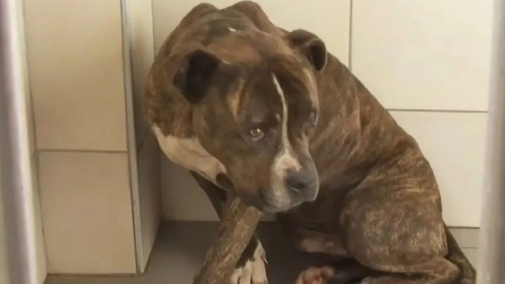 Ζάκυνθος: Υιοθετήθηκε το πιτ μπουλ που κατασπάραξε το 2χρονο αγοράκι – «Ξέρουμε την ευθύνη που αναλαμβάνουμε»