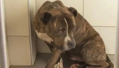 Ζάκυνθος: Υιοθετήθηκε το πιτ μπουλ που κατασπάραξε το 2χρονο αγοράκι – «Ξέρουμε την ευθύνη που αναλαμβάνουμε»