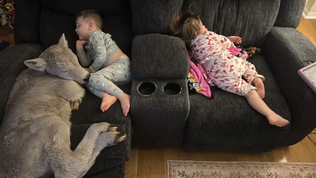 ΗΠΑ: Οικογένεια «φιλοξένησε» μοσχάρι στο σπίτι της – Η στιγμή που κοιμάται «αγκαλιά» με τα παιδιά (φωτο)