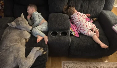 ΗΠΑ: Οικογένεια «φιλοξένησε» μοσχάρι στο σπίτι της – Η στιγμή που κοιμάται «αγκαλιά» με τα παιδιά (φωτο)