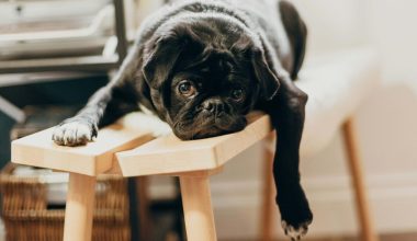 Βίντεο: Ιδιοκτήτες σκύλων σκηνοθετούν «κινδύνους» και περιμένουν να δουν αν τα κατοικίδια τους θα τους σώσουν