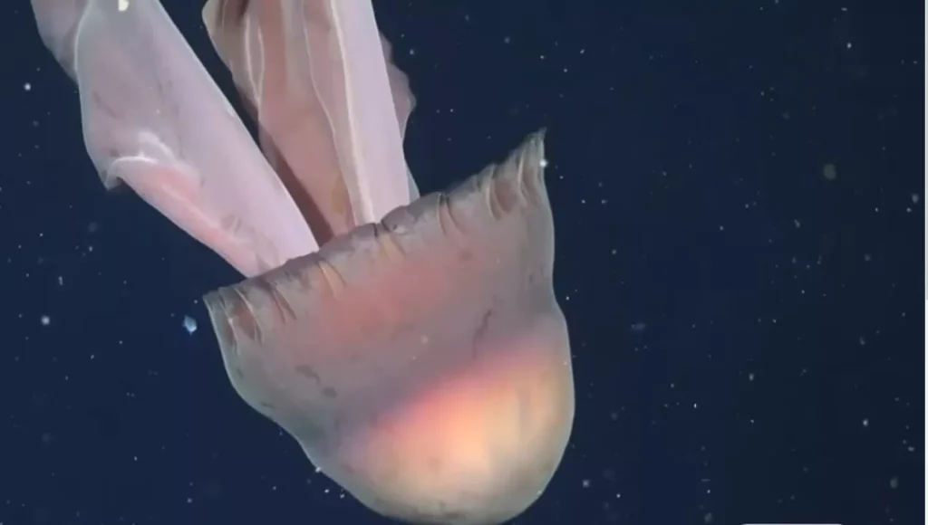 Ερευνητές ανακάλυψαν μέδουσα που φτάνει σε μέγεθος όσο ένα σχολικό λεωφορείο