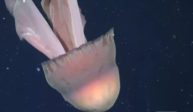 Ερευνητές ανακάλυψαν μέδουσα που φτάνει σε μέγεθος όσο ένα σχολικό λεωφορείο