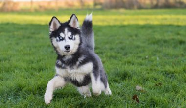 Βίντεο: Ελεεινός ιδιοκτήτης σκύλου τον παρατάει μέσα στον δρόμο!