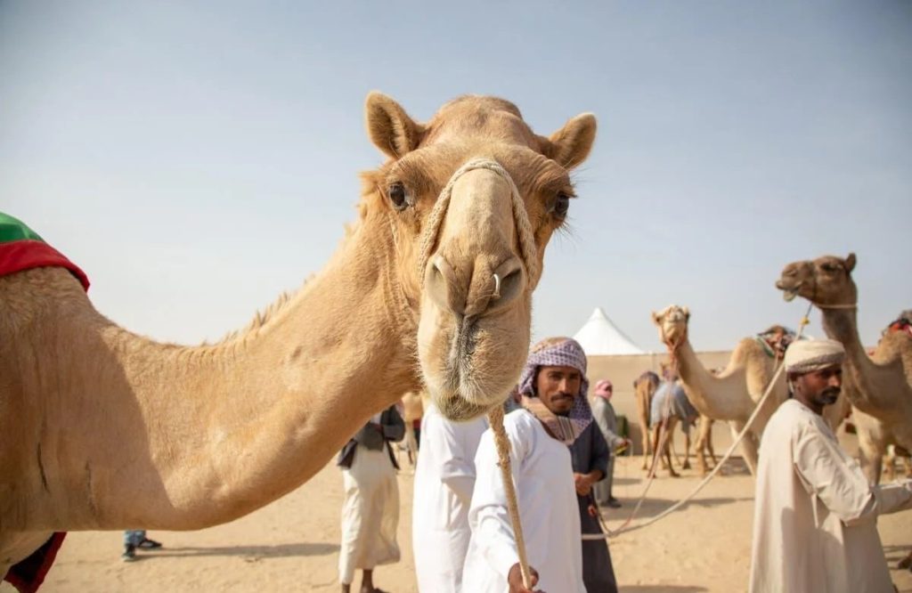 Όταν το μπότοξ έβγαλε… τις καμήλες εκτός πασαρέλας το 2021!