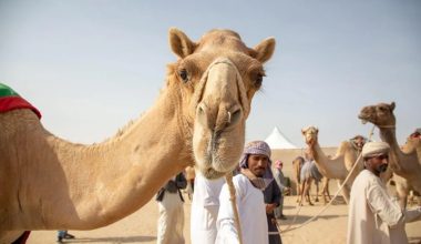 Όταν το μπότοξ έβγαλε… τις καμήλες εκτός πασαρέλας το 2021!