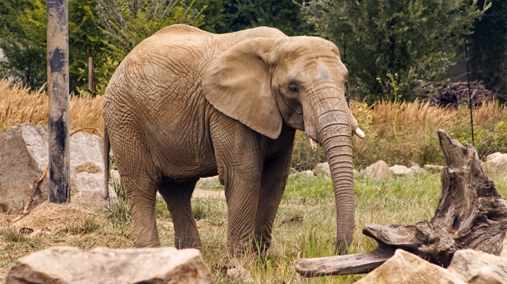 Τανζανία: Η στιγμή που ελέφαντας ορμά και κτυπά όχημα με τουρίστες – Δείτε βίντεο