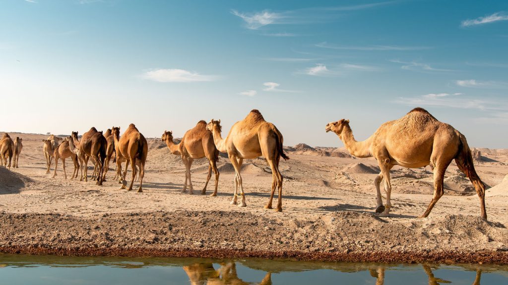 Ο λόγος που οι καμήλες στη Σαουδική Αραβία θα αποκτήσουν διαβατήρια